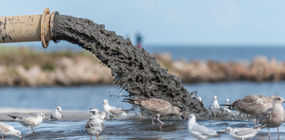Vida marinha: efluente sendo despejado impropriamente no mar, onde gaivotas e outras aves vivem